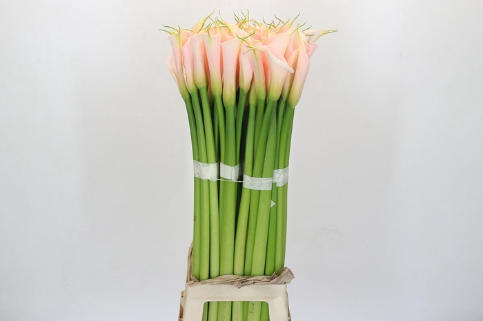 <h4>Zantedeschia Eydolls Salmon</h4>