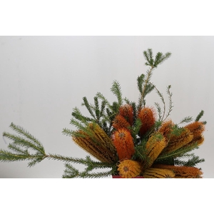 Banksia Ericifolia
