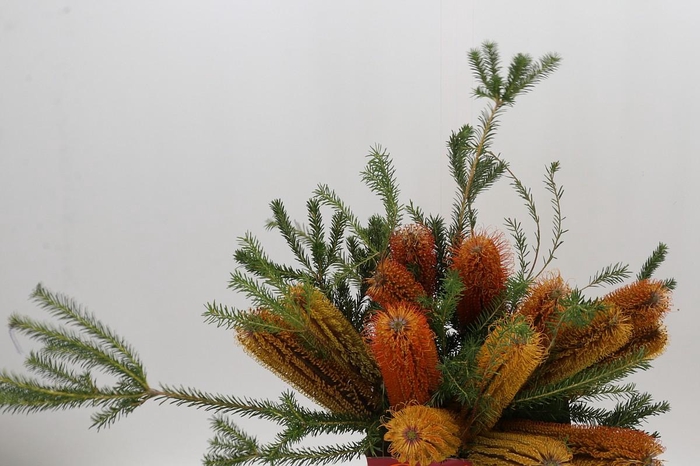 <h4>Banksia Ericifolia</h4>