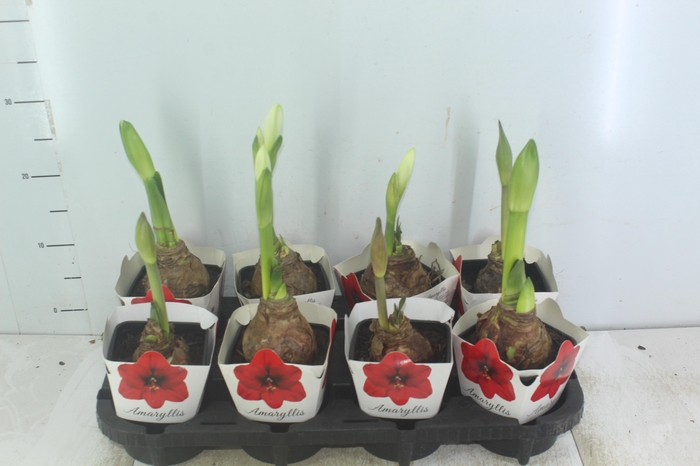 <h4>AMARYLLIS P14</h4>