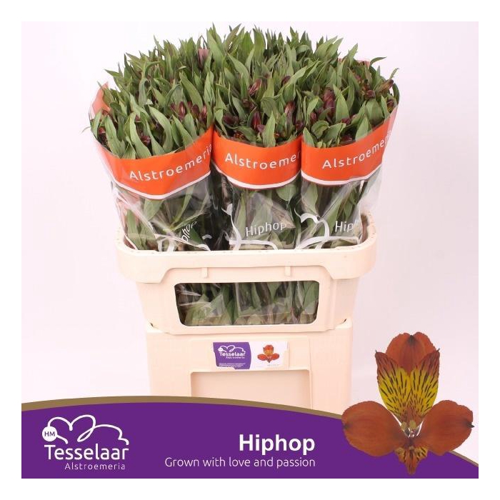 <h4>Alstr Hiphop</h4>