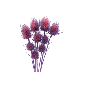 Dried Artz Cardistella Da Vinci Bunch