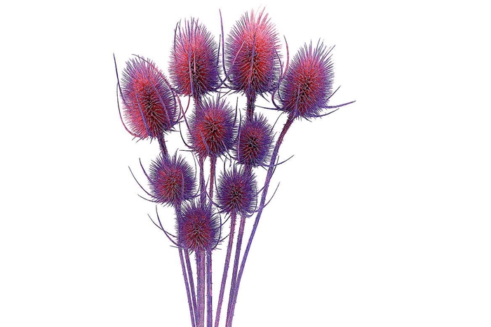 Dried Artz Cardistella Da Vinci Bunch