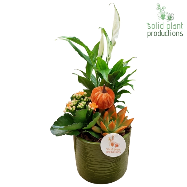 <h4>SE001 Amy Green Orange Echeveria</h4>