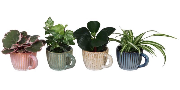 <h4>L 67186  Green MIX 6 cm/4 farv</h4>