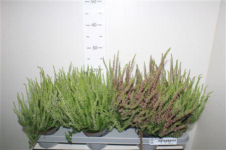 <h4>Callu Cal Nova Mixk</h4>