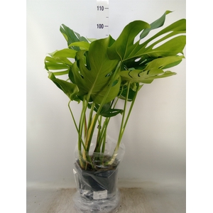Monstera delic.