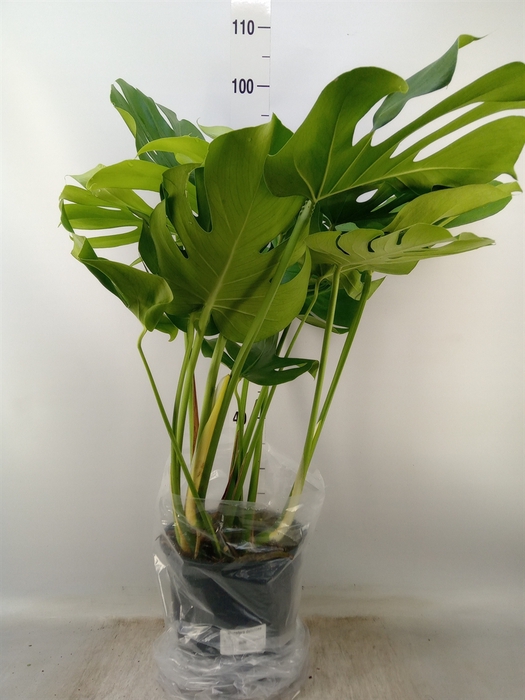 <h4>Monstera delic.</h4>