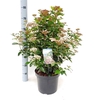 Viburnum tinus 'Lisa Rose' ® 7,5L