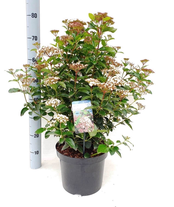 Viburnum tinus 'Lisa Rose' ® 7,5L