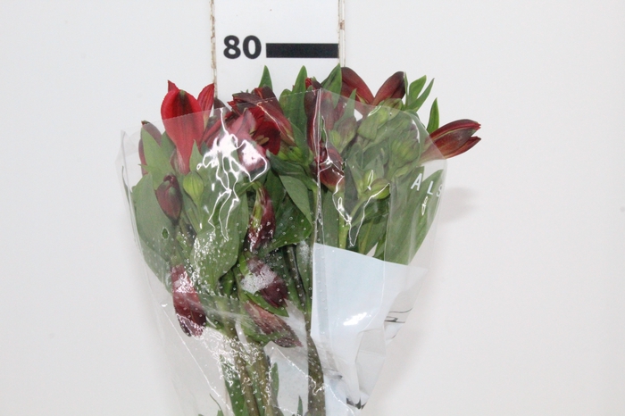 <h4>ALSTROEMERIA ANGELINA 080 CM</h4>