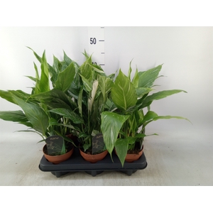 Spathiphyllum  'Diamond'
