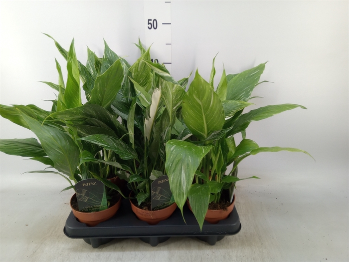 <h4>Spathiphyllum  'Diamond'</h4>