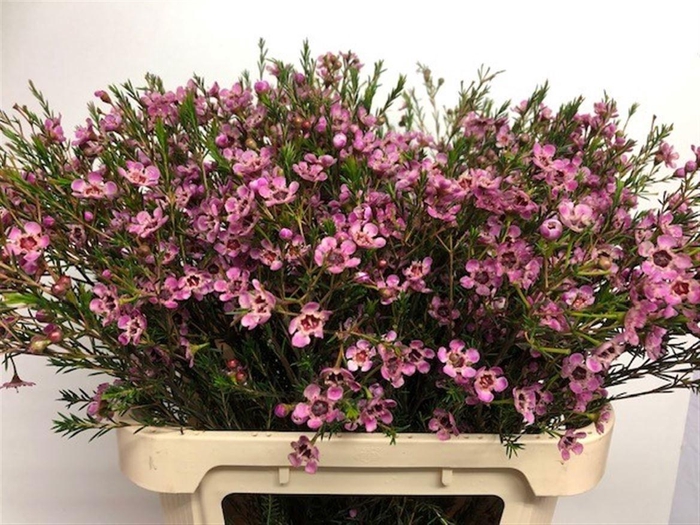 <h4>CHAME ME GRAND ADI</h4>