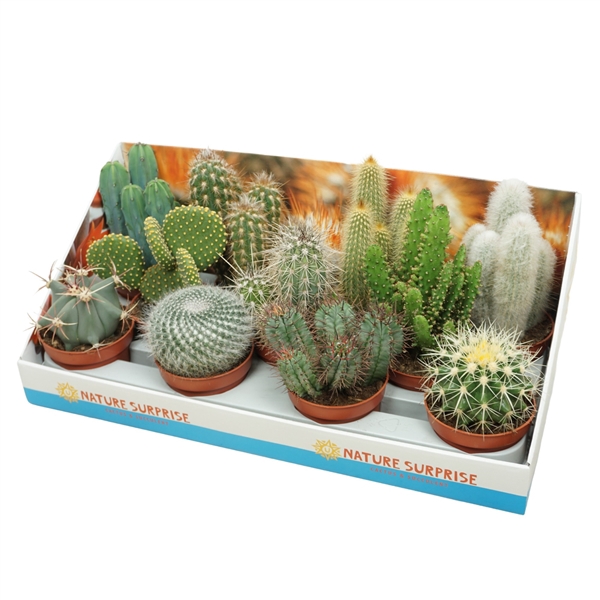 <h4>Cactus mix 10,5 cm in presentatiedoos</h4>