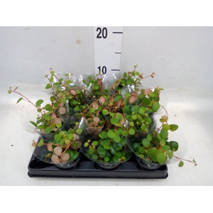 Peperomia