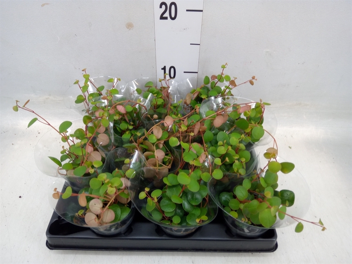 <h4>Peperomia</h4>