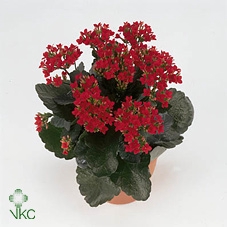 Kalanchoe Amora