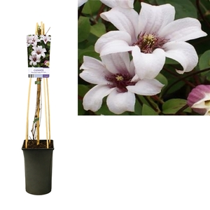 Clematis Princess Kate PBR +light label