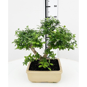 Ligustrum sinense, pot 22 cm , height 40cm. with driptray. (single item)