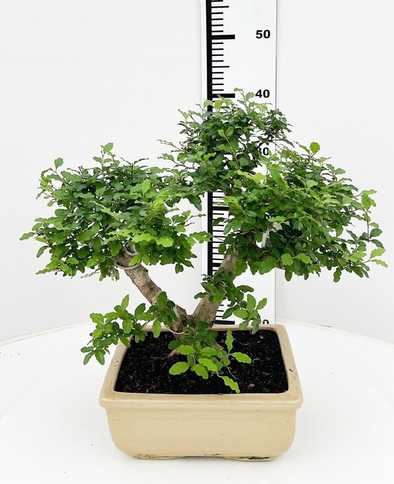<h4>Ligustrum sinense, pot 22 cm , height 40cm. with driptray. (single item)</h4>