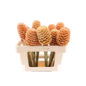 Shampoo Ginger Peach (mg)