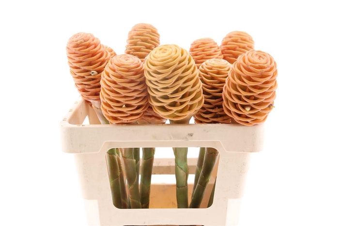 <h4>Shampoo Ginger Peach (mg)</h4>