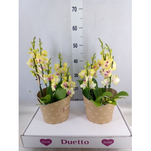 Phalaenopsis multi. 'FC Spunky'