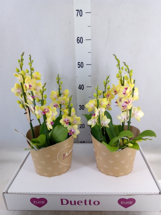 <h4>Phalaenopsis multi. 'FC Spunky'</h4>