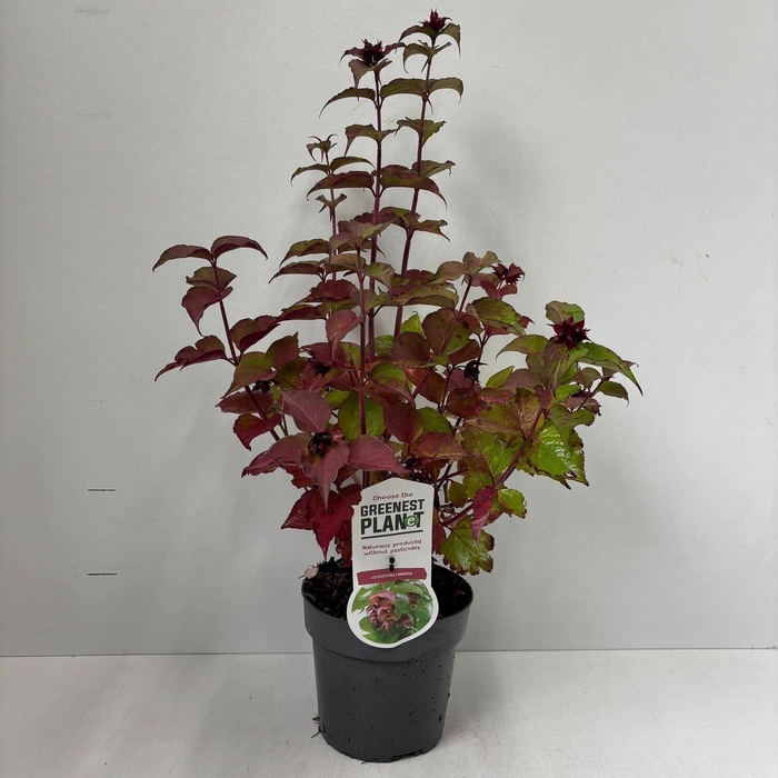 <h4>Leycesteria formosa</h4>