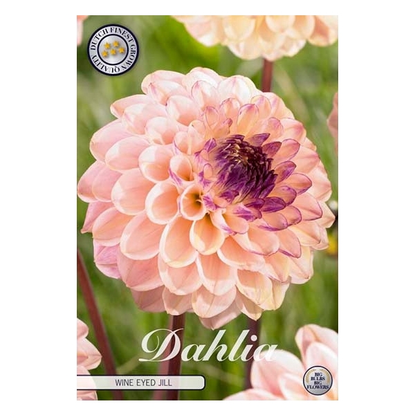 <h4>Dahlia Wine Eyed Jill x1</h4>