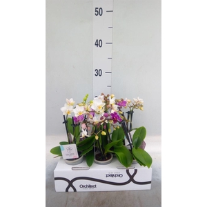 Phalaenopsis   ...mini