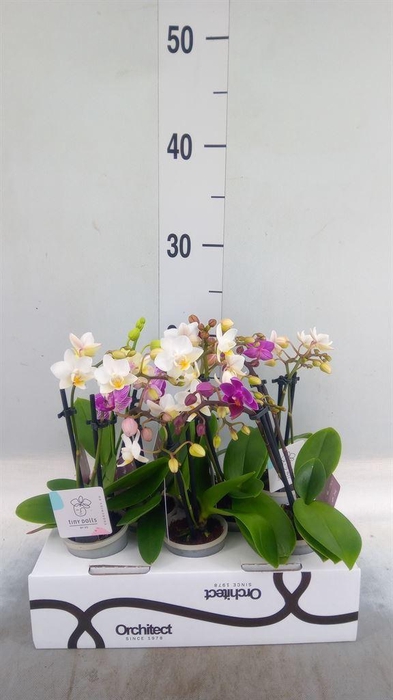 <h4>Phalaenopsis   ...mini</h4>