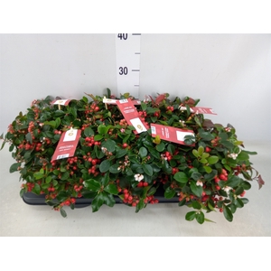 Gaultheria proc. 'Big Berry'