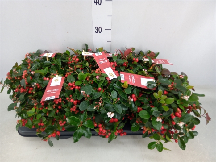 <h4>Gaultheria proc. 'Big Berry'</h4>