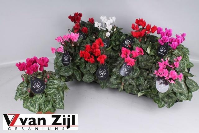 <h4>Cycl Kl Garden</h4>