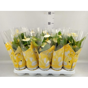 Anthurium andr. 'Vanilla'