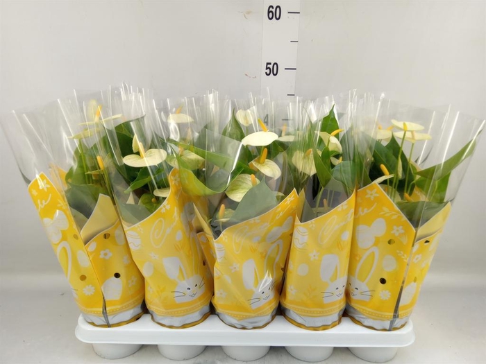 <h4>Anthurium andr. 'Vanilla'</h4>