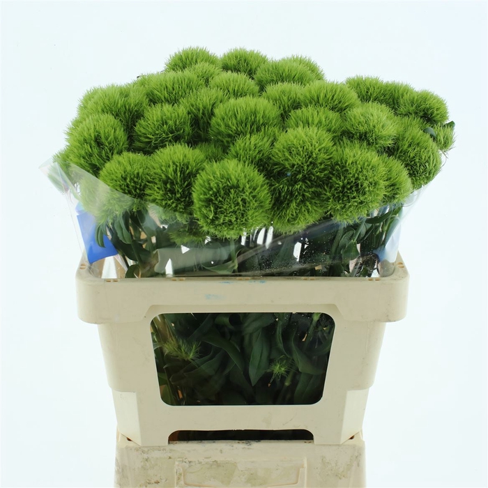 <h4>Di Barb Green Trick</h4>