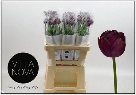 <h4>Tu Du Black Hero</h4>