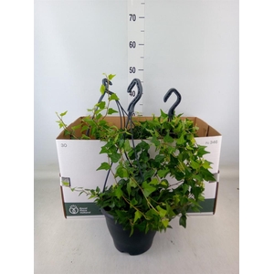 Hedera   ...green leafed