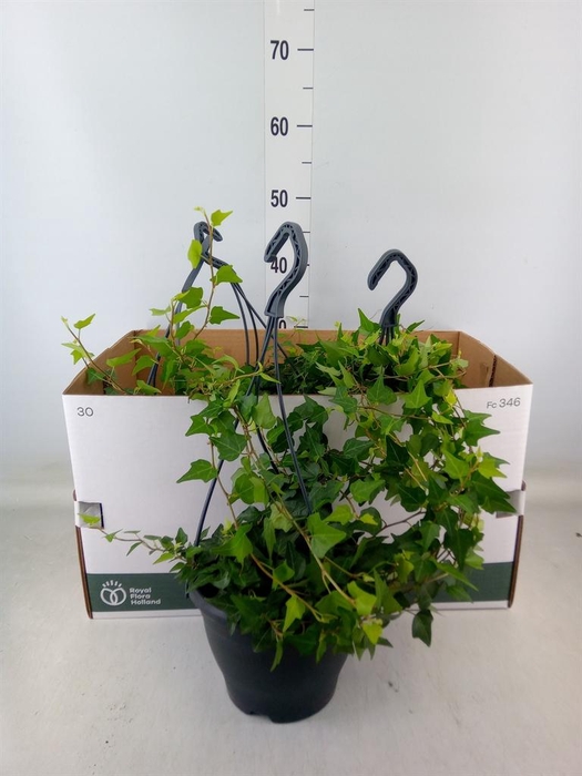 <h4>Hedera   ...green leafed</h4>