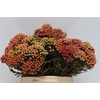 Kaaps Brunia Red Large