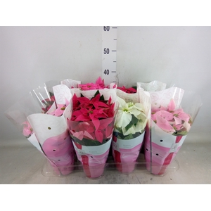 Euphorbia pulc. 'Princ'  ..mix