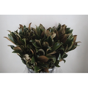 Magnolia Leaves P Bunch
