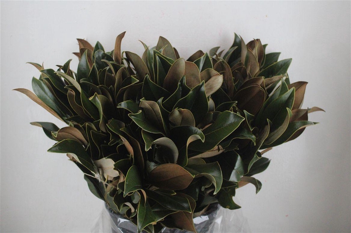 <h4>Magnolia Leaves P Bunch</h4>