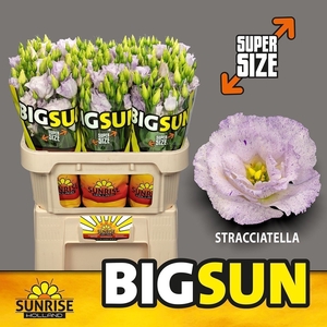 EUST BIG SUN G STRACCIATE LAV