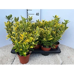 Euonymus overig