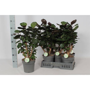 Polyscias Fabian 19Ø 60cm