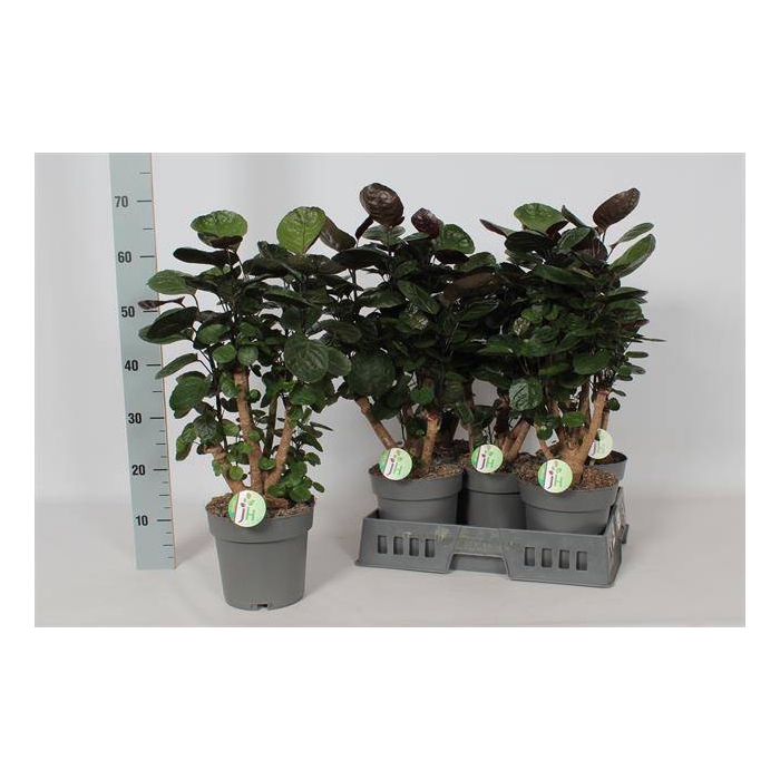 <h4>Polyscias Fabian 19Ø 65cm</h4>